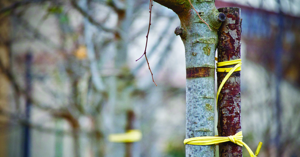 Ein Foto zeigt zwei Baumstämme, die mit gelbem Band verbunden sind
