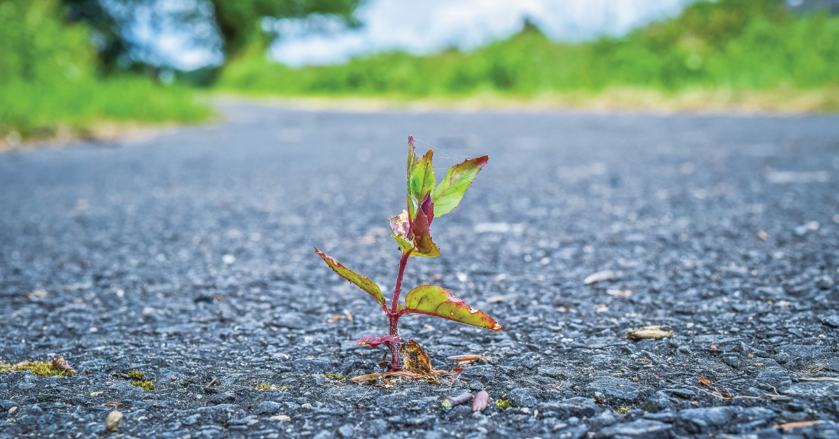 Foto einer Pflanze, die aus dem Asphaltbelag einer Straße wächst